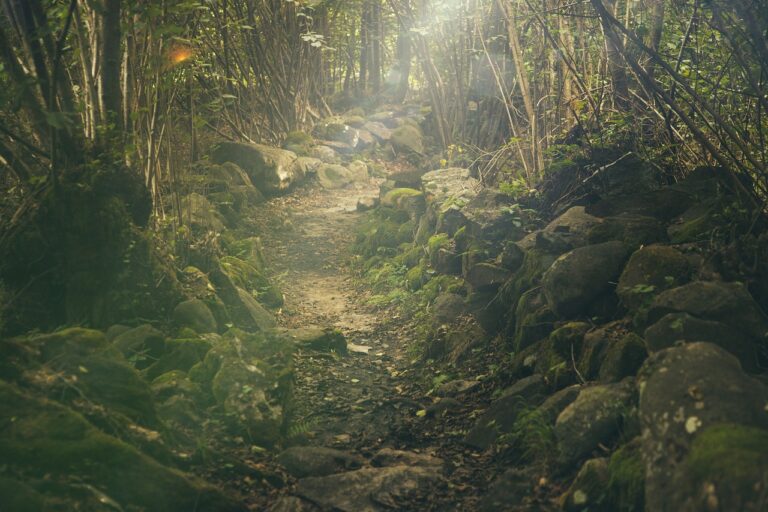 forest-slide-1